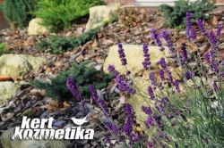 Levendula a sziklakertben (50)